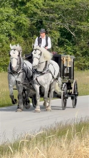 Percheron Power: Pulling Like the Old Days #drafthorses #equestrianjourney