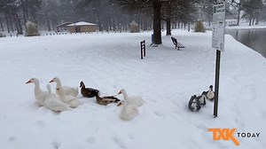 Some scenes from a snowy Texarkana Wednesday morning. | TXK Today