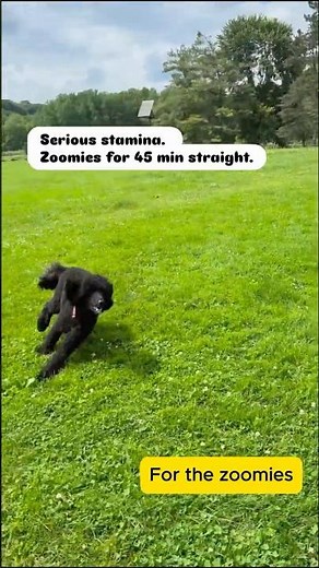 The poodle anatomy - as per the poodle ! #standardpoodle