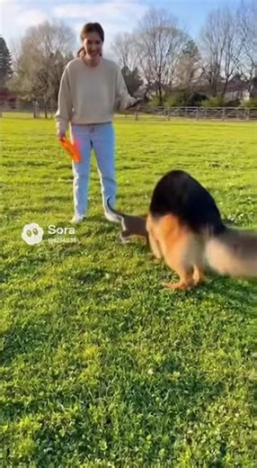Kitten Plays with German Shepherd — Small Cat, Big Dog, Huge Love 🥰🐶#cats #dog #catlovers