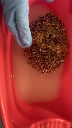 249K views · 1.3K reactions | This is Gilbert, a hedgehog that came in with mange and ringworm. We are treating him with medication and Brittany , one of our students is giving him a medicated bath. | Wild Hogs Hedgehog Rescue | Facebook
