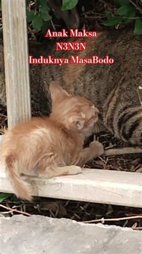 OMG.., INDUK KUCING OGAH NETEIN ANAKNYA,GARA-GARA INI❓#fyp #short #anabul