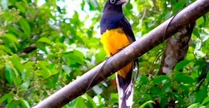 Conheça 15 pássaros da Mata Atlântica