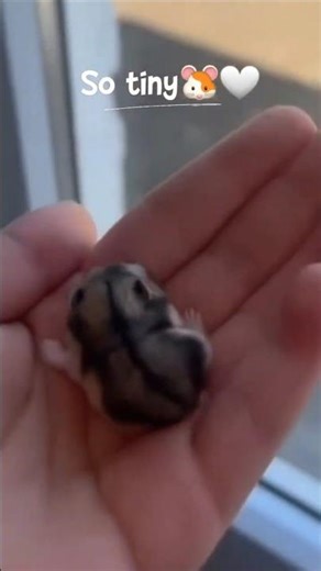 Funny dwarf hamsters