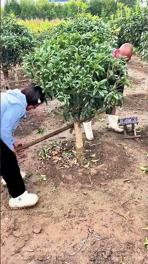 Gardener's Secret: Rope + Stick = Effortless & Efficient Tree Transplanting!