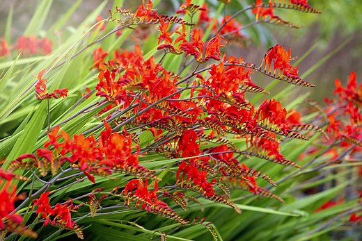 How To Grow And Care For Crocosmia (Coppertips)