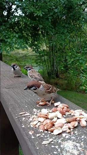 Eurasian tree sparrows (Passer Montanus) #wildlifegarden #birdfeeding #birds #birding