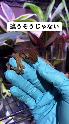 エサを食べなさい #カエル