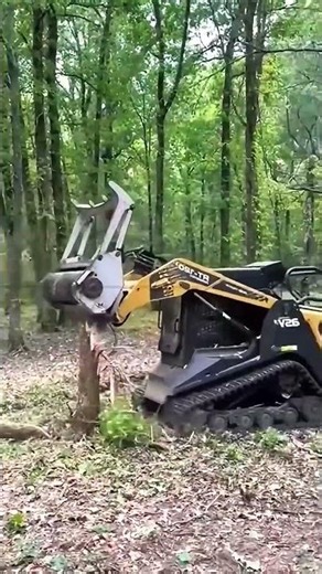 Forestry Mulcher Operation F Grinding Through Heavy Forest Growth