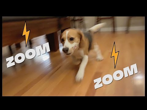Cute beagle has the zoomies