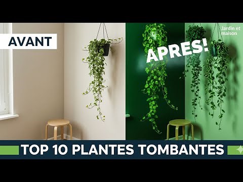 10 Plantes Tombantes Incontournables pour votre Intérieur