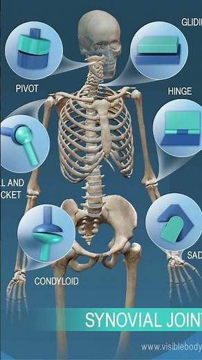 Types of joints in humans 🔥| SCIENCE 🧪|