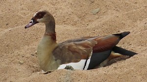24K views · 164 reactions | Egyptian Goose nesting on sand soil on the river bed #reels #trend #video #travel #life #trending #wildlife #nature #viral #Amazing #reelsfb #reelsviral | African Bush Kingdom | Facebook