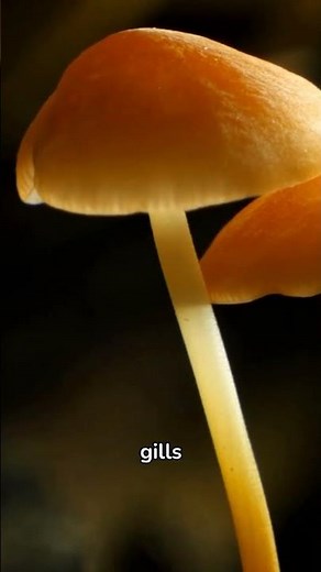 How to tell poisonous mushrooms?