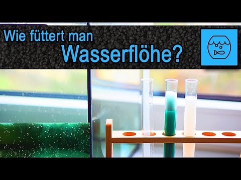 How do you feed water fleas? Breeding Water Fleas - Daphnia Breeding Basin - Live Food Aquarium