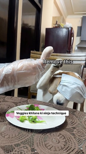 1.3M views · 6.1K reactions | Wait for it April fool prank  #aprilfoolsprank #aprilfool #doodlethebeagle | Doodle | Facebook