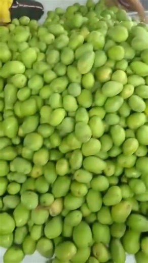 Badami Mango Export Packaging Process | International Quality Standards 2026 🥭