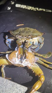 Crab Molting – Amazing Natural New Birth of Crab Body #CrabMolting #CrabLife #NatureFacts #SeaLife #OceanSecrets #WildlifeDocumentary #CrabBody #CrabNewBirth #SoftShellCrab #AmazingNature #OceanLife #MarineBiology #UnderwaterWorld #NatureLovers #AnimalFacts #CrabGrowth #WildlifeFacts #CrabExoskeleton #crabsurvival | Mr.Deepraj