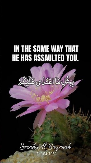 Al-Baqarah 194–195 | Powerful Friday Quran Reminder 🤍 | Short Recitation