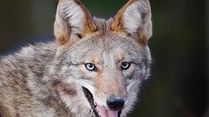 Increased coyote sightings spark concern in Birmingham area