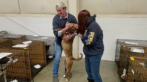 748K views · 62K reactions | 2 minutes of pure joy on repeat!殺 We can't stop watching, and we're not crying, you are! Watch as Louie, who has been in our care for five months, is reunited with his family. You can tell he knows them, and we're so glad this family is back together after so much time apart. Happy tails to Louie, Shane and Beth! | Brandywine Valley SPCA | Facebook