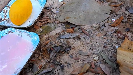 Dinner for Fancy and Takeo | Wildlife Idol