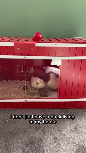 Fun Adventures with Dunkin Ducks and Mr. Whip!