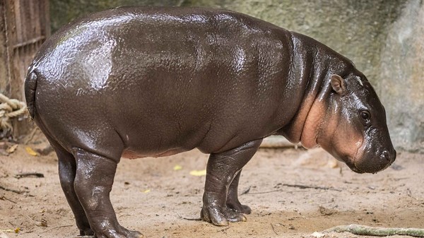 Man arrested after climbing into pygmy hippo Moo Deng's enclosure at Thai zoo