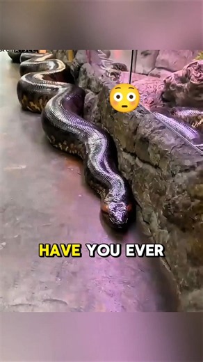 The Terrifying Reason Anacondas Get So HUGE.
