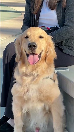 Greater Los Angeles Dog Training Program Offers a Lifeline to Veterans and Staff