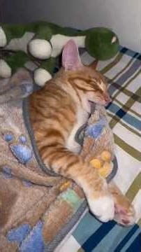This Cat Has The Weirdest Way Of Sleeping 😂