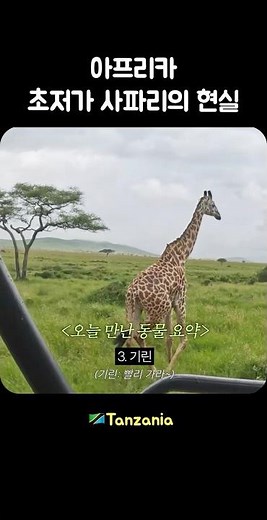 아프리카 세렝게티 초저가? 사파리 후기1편 #africa #세계여행 #travel #safari #animals #serengeti