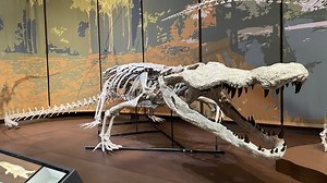 US museum unveils first accurate replica of dinosaur-killer crocodile