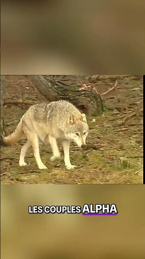 Les loups dominants ont des droits exclusifs ? #science #jamy #experience