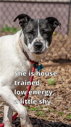 Adopt Liz Taylor