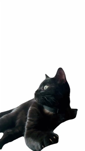 Gato cantando ao som de SOAD #memes