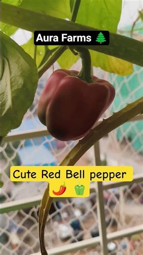 Red Bell pepper 🫑🌶️ grown at our mini garden farm ..#aurafarms #farming #aurafarmsurbangardening