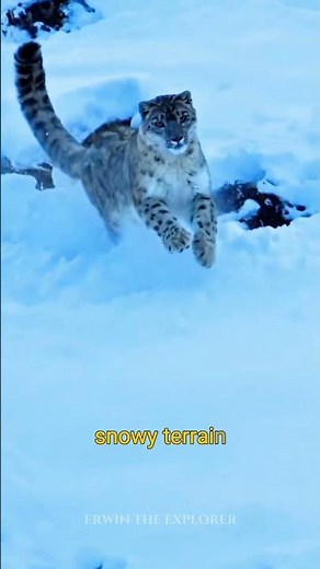 The Invisible Big Cat: Snow Leopard Explained 🐆❄️