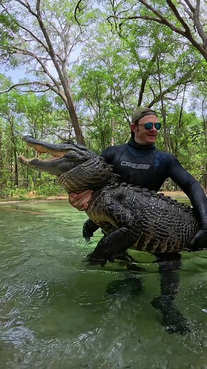 Holding a 10ft gator! How much do you think he weighs?? ~~~Our rescue gators are wild caught nuisance gators that would’ve otherwise been destroyed. The state of Florida destroys 8,000 “nuisance” gators annually, but we don’t have a nuisance gators problem but rather a nuisance HUMAN problem. 1k people a day move to FL, unsustainably developing the land, and a lot of ignorant people making a nuisance out of themselves. NEVER feed a wild gator, never have kids or pets near the water, and never sw