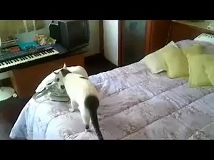 Crazy Cat Answering the Phone! | Rush Brush