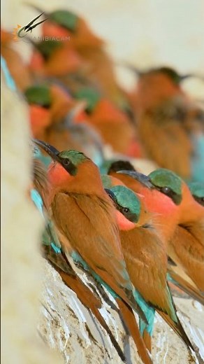 A Colour Explosion of Carmine Bee Eaters!