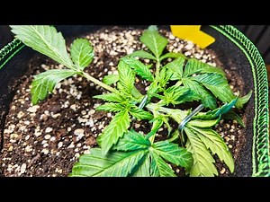 Cannabis Folter - Low Stress Training (LST) & Topping für Automatics | Purple Skunk Auto