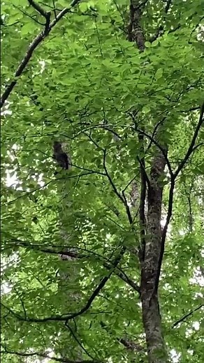 Baby bear crying in tree