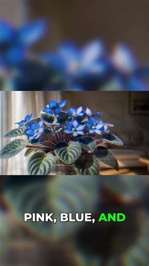African Violet Blooms All Year With This One Trick