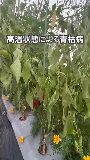 高温状態による青枯病#家庭菜園 #ナス科#青枯病#パプリカ