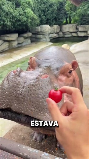 **O hipopótamo que só gostava de petiscos gigantes** #facts