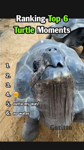 Ranking Top 6 Turtle Moments That Made You Laugh #animalvideos #shorts #turtle #funny