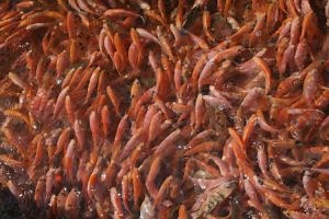 5 Cara Budidaya Ikan Nila untuk Pemula (Panduan Lengkap) - IlmuBudidaya.com