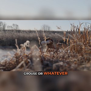 Tony Peterson breaks down how to choose and use dog training tools to help you and your hunting dog. From decoys to collars, Tony shares his expert tips on what particular tools to look for and how to use them to train your pup. | MeatEater