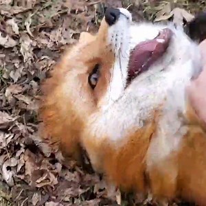 232K views · 1.5K reactions | This is what laughing foxes sound like!  Credit: Saveafox Rescue | Yahoo Australia | Facebook
